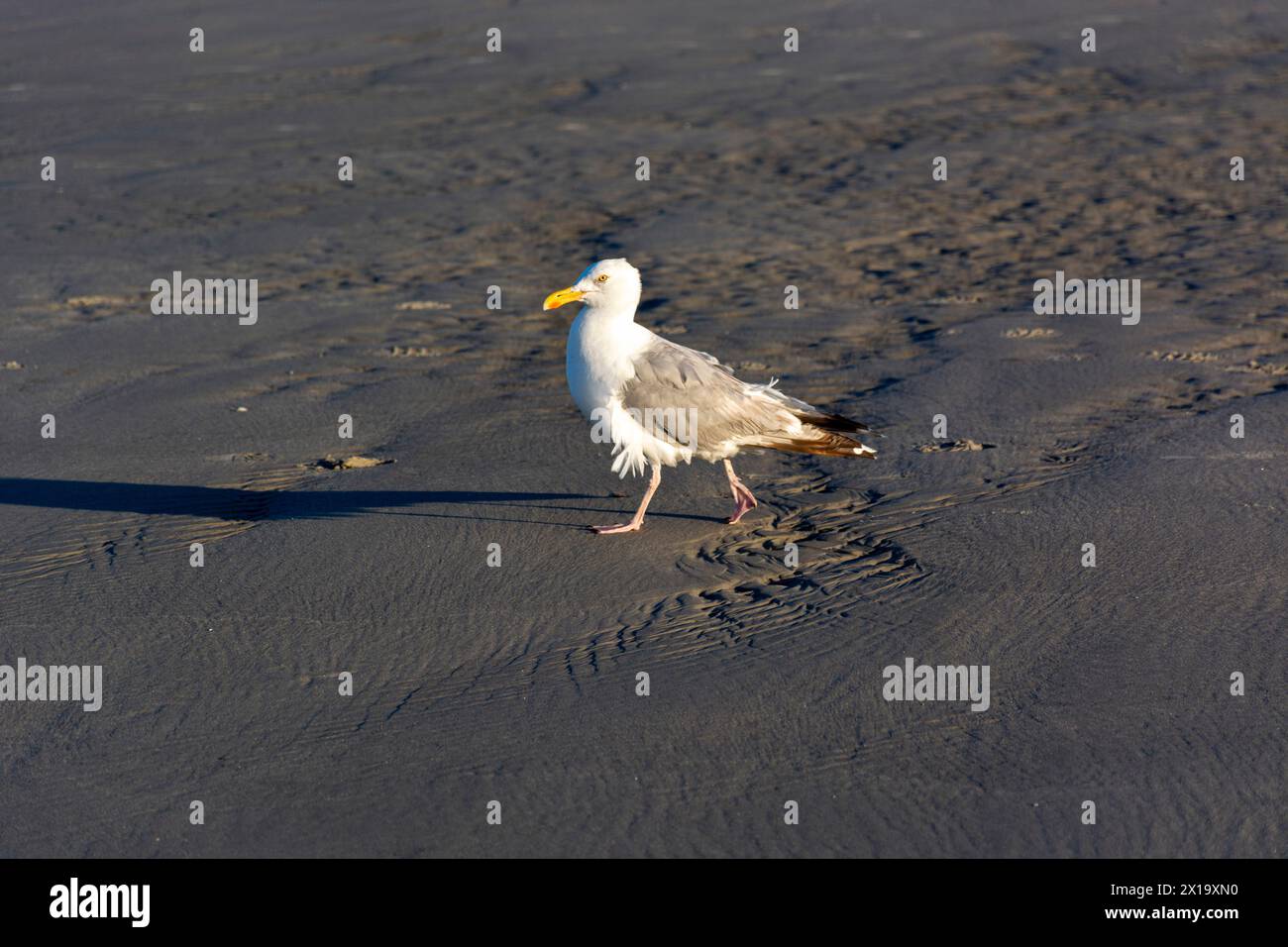 Möwen am Strand Stockfoto