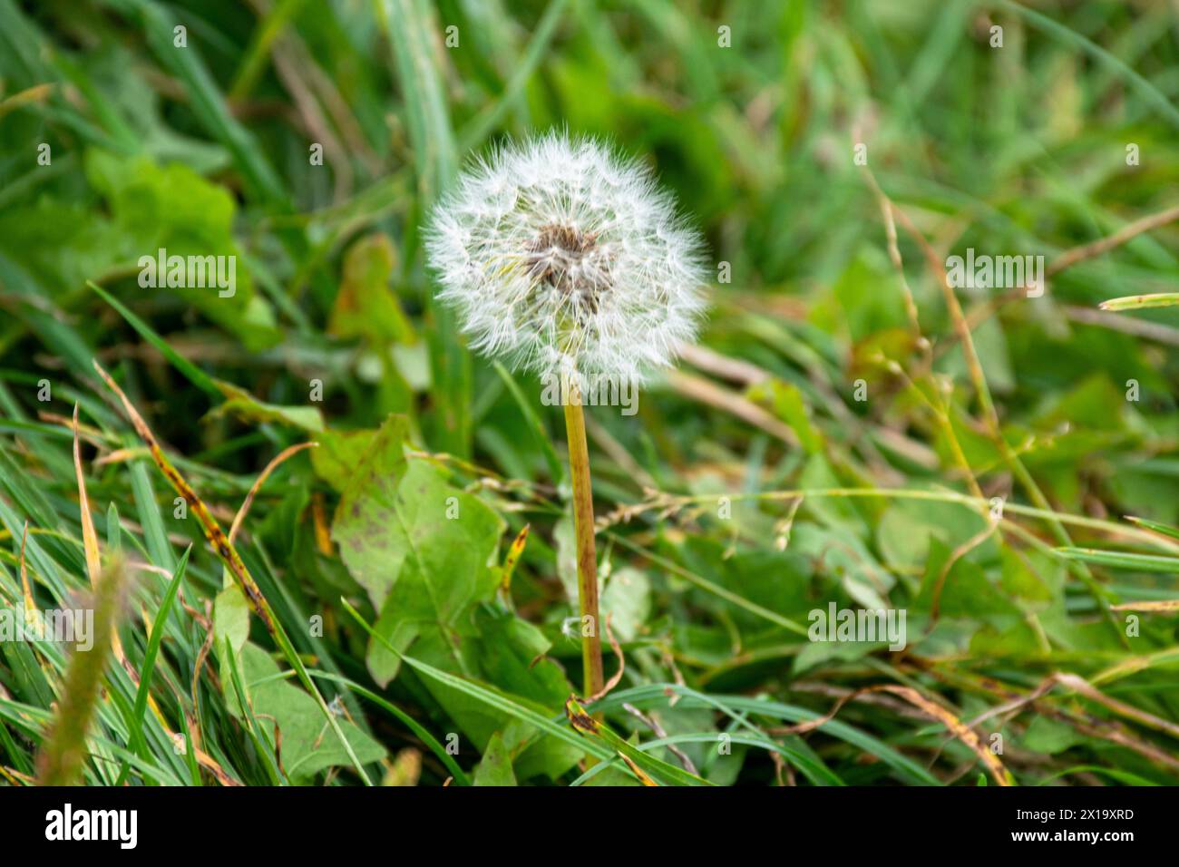 Taraxacum erythrospermum, Diente de León, Blume Stockfoto