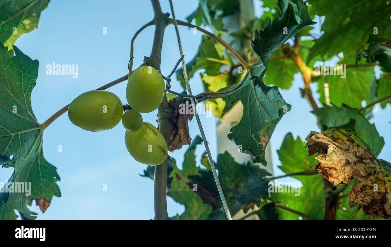 Traubenbaum mit seinen Früchten Stockfoto