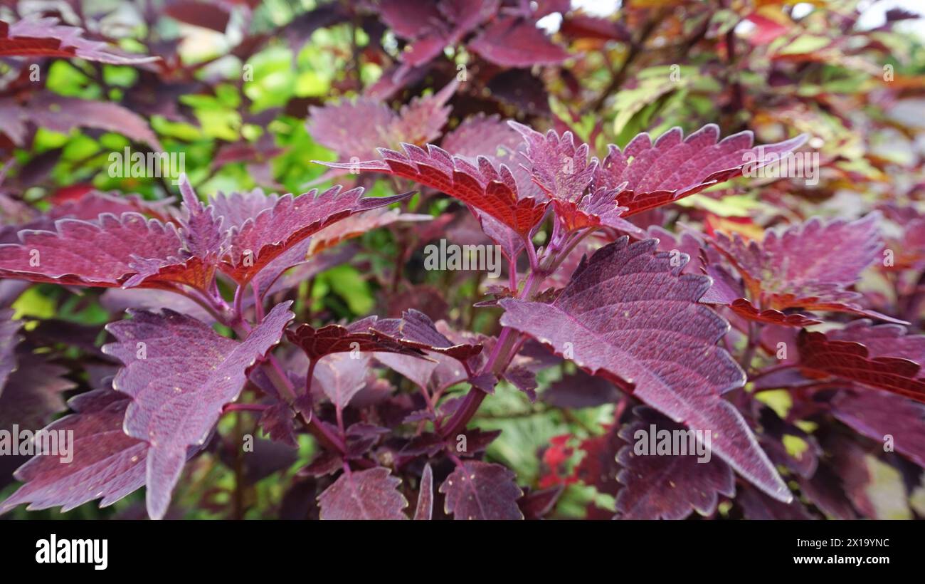 Plectranthus scutellarioides, coleus oder Miyana Blätter oder Miana oder lateinisch Coleus Scutellarizide, ist eine blühende Pflanze Stockfoto