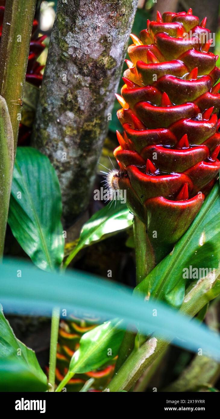 Großaufnahme der roten Pinecone Ginger Blumenköpfe. Tropische exotische Blumen im botanischen Garten Stockfoto