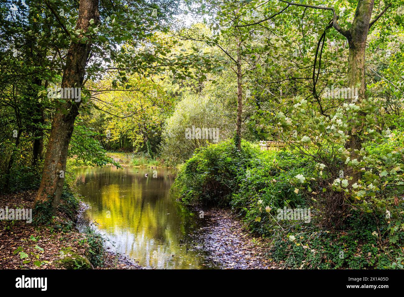 Ein kleiner Teich im Tehidy Woods Country Park in Cornwall, Großbritannien. Stockfoto
