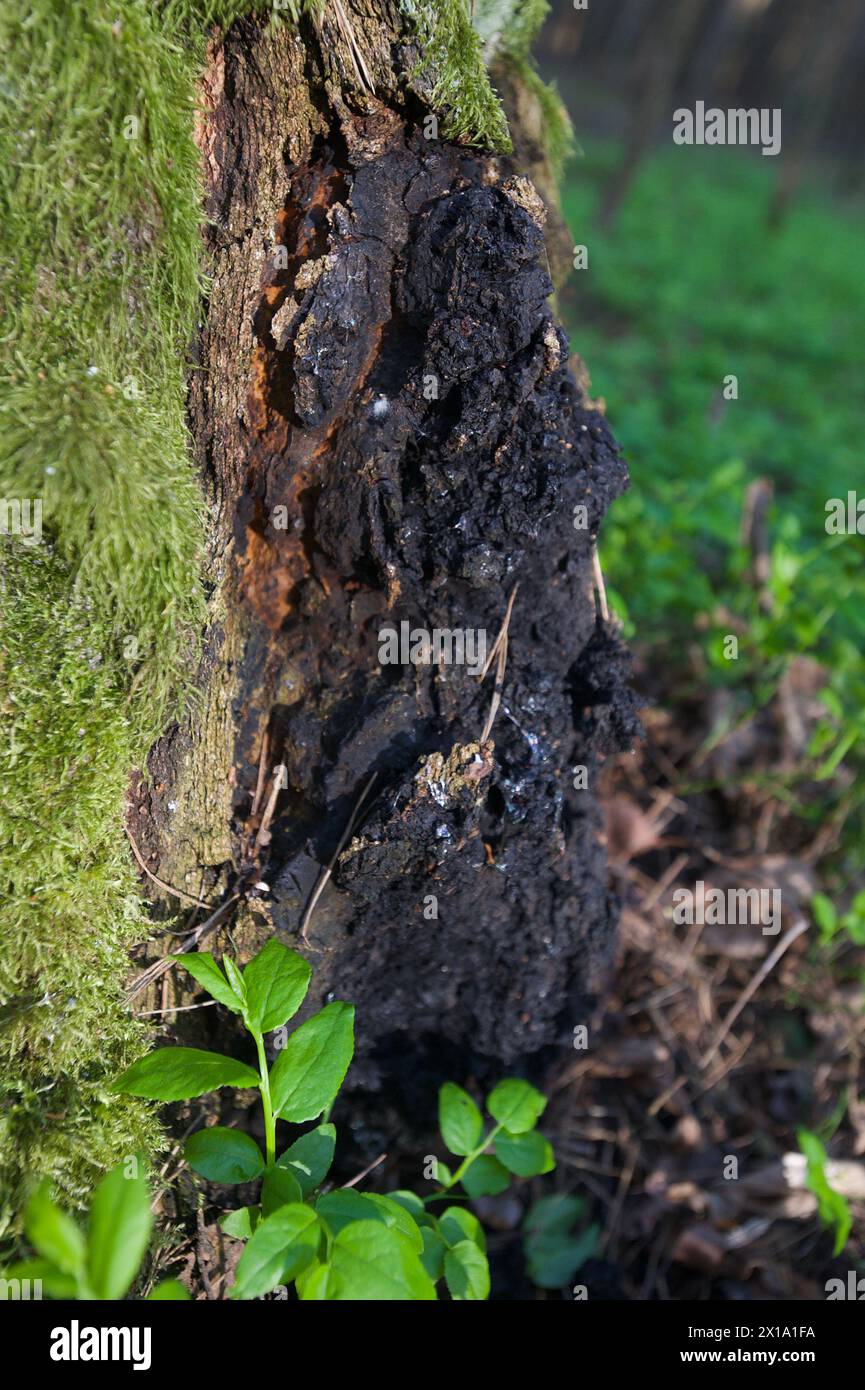 Chaga Pilz auf Birkenbaum Stockfoto