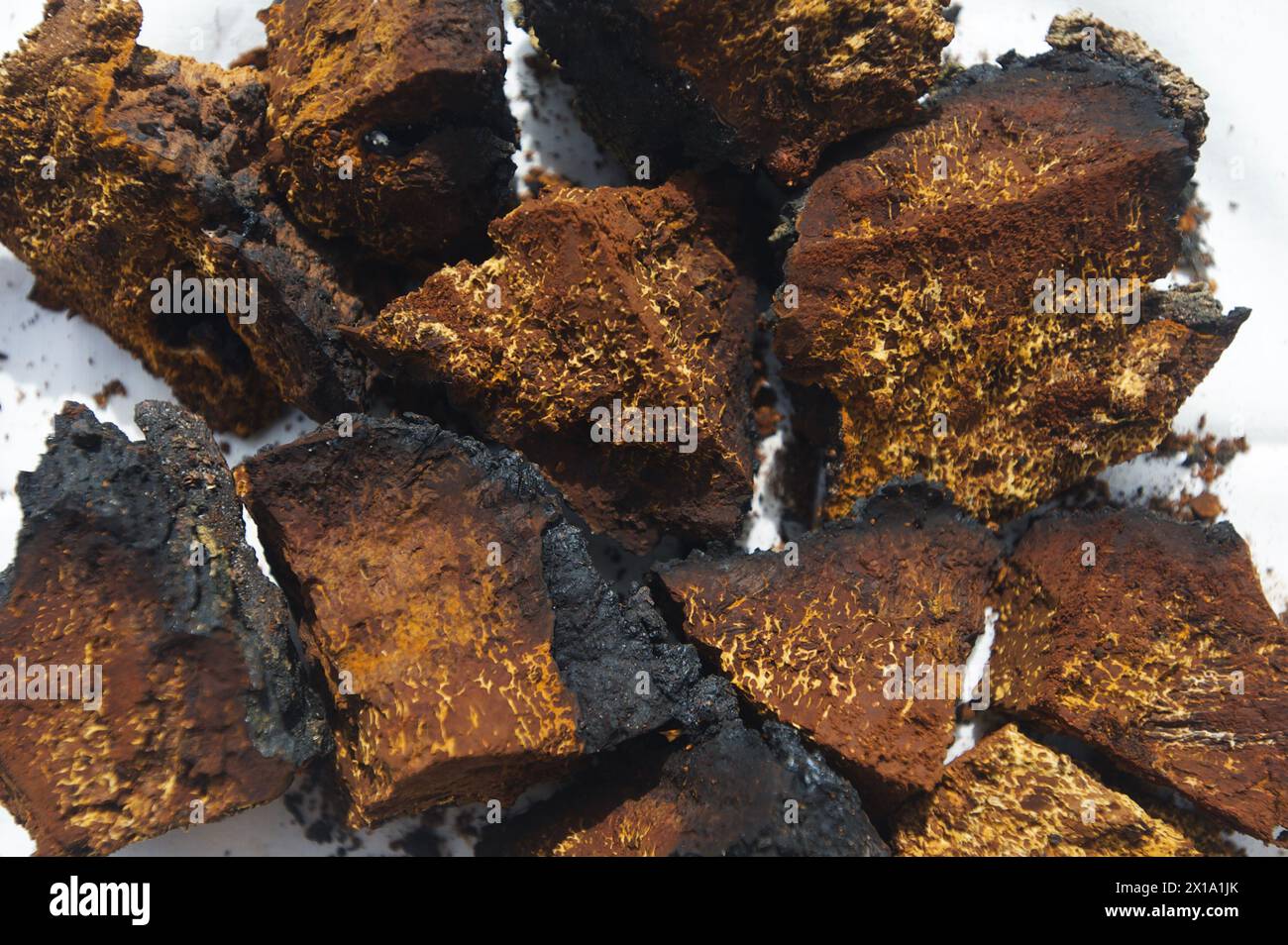 Chaga Pilz in Stücke geschnitten Stockfoto