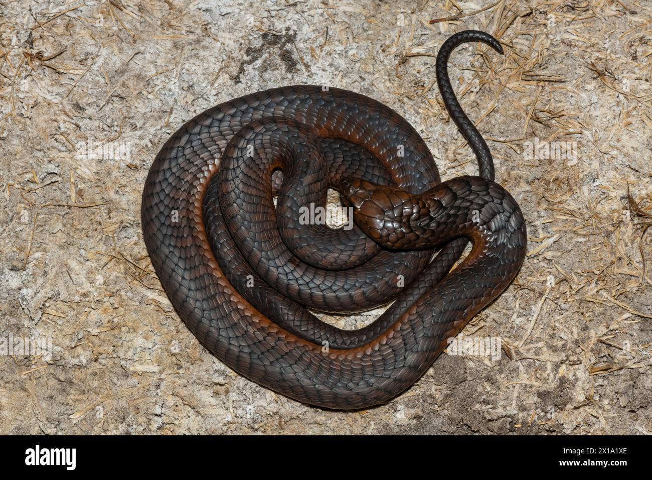Eine hochgiftige Anchieta’s Cobra (Naja anchietae), die in der Dämmerung in der Wildnis aktiv ist Stockfoto