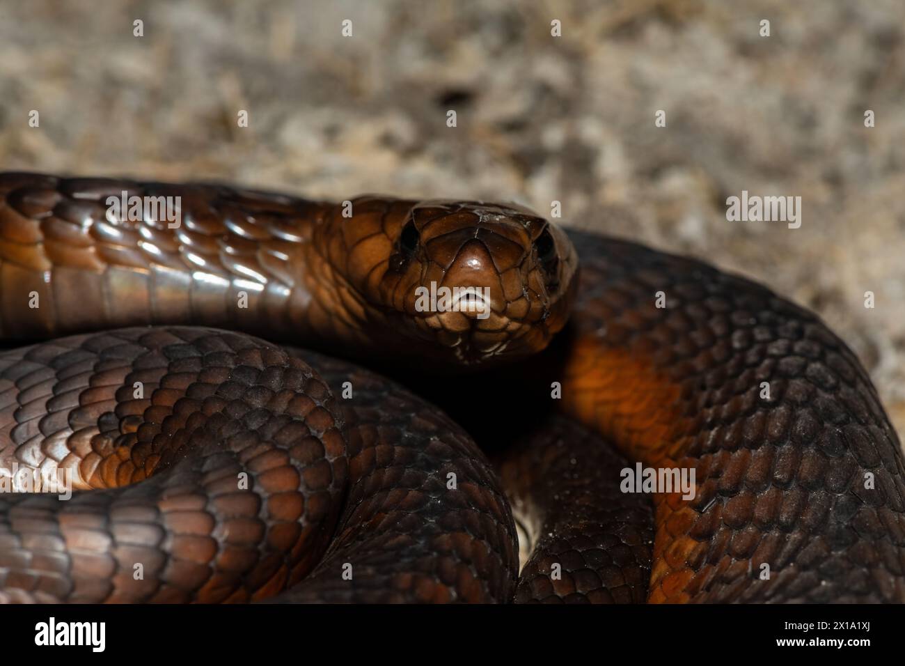 Eine hochgiftige Anchieta’s Cobra (Naja anchietae), die in der Dämmerung in der Wildnis aktiv ist Stockfoto