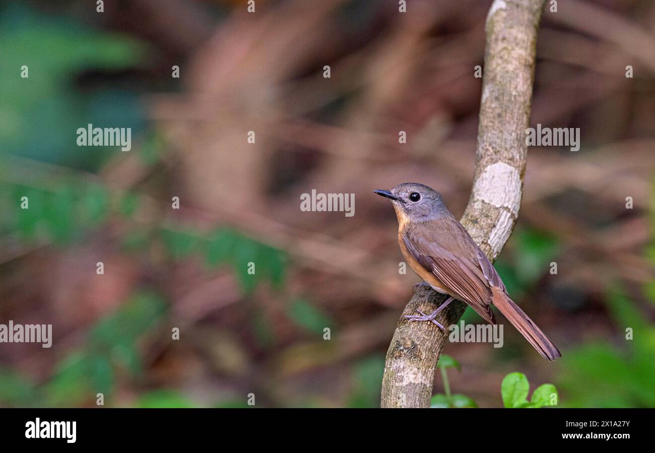 Buxa Tiger Reserve, Westbengalen, Indien. Blauer Fliegenfänger, Cyornis poliogenys Stockfoto