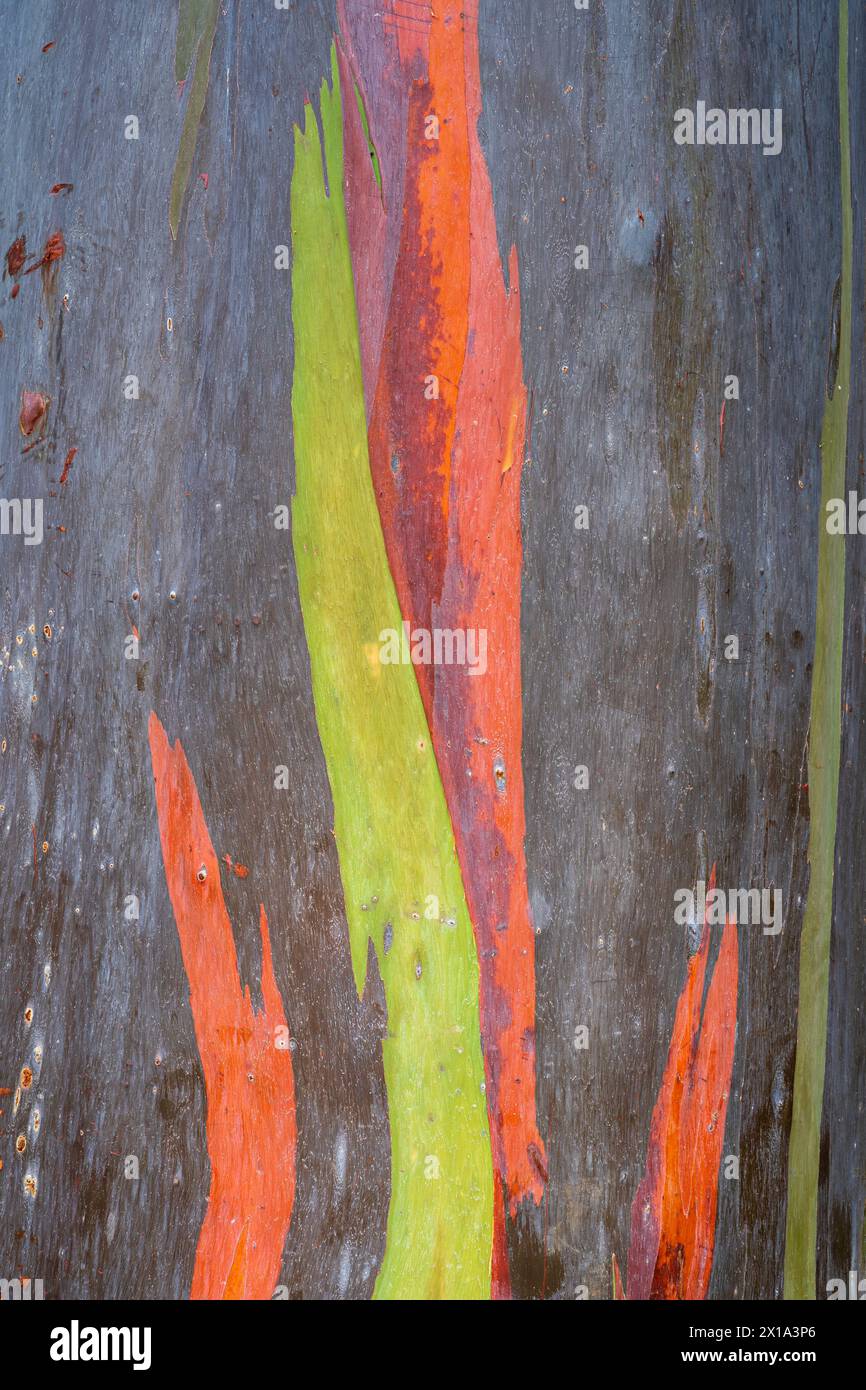 Vertikale Nahaufnahme der natürlichen bunten Rinde von Eukalyptus deglupta aka Regenbogeneukalyptus, Mindanao-Kaugummi oder Regenbogengummi - künstlerischer Hintergrund Stockfoto