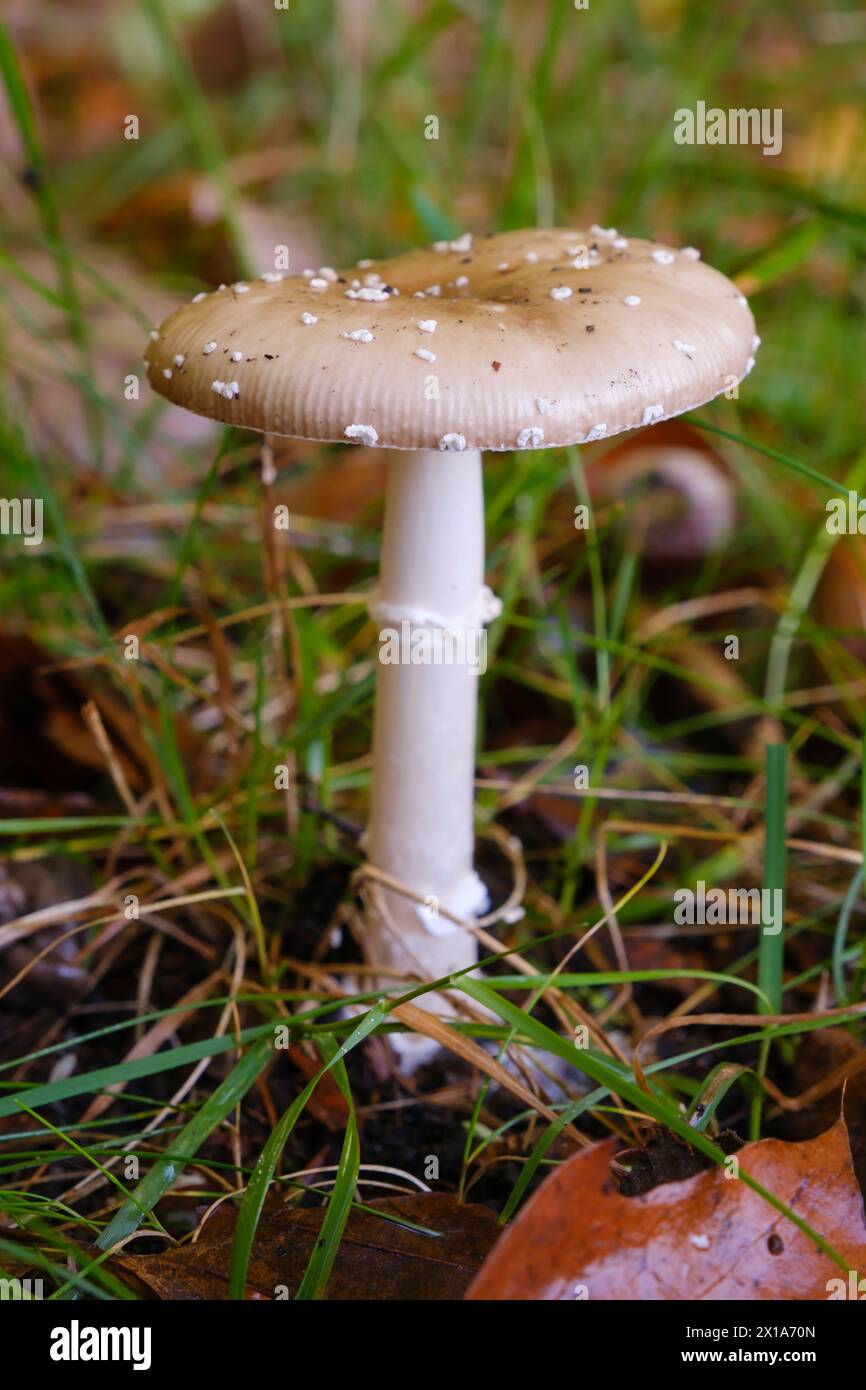 Ein Parasol-Pilz steht auf einer Wiese Stockfoto
