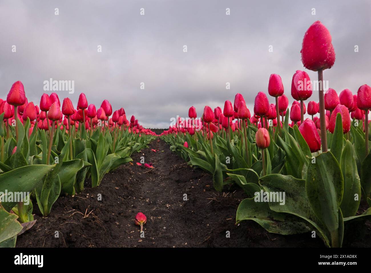 Blick zwischen zwei Reihen rosa Tulpen an einem regnerischen Tag Stockfoto