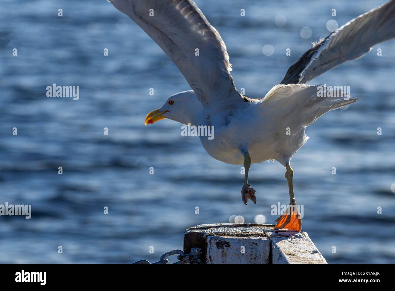 Eine Rückansicht einer Atlantik- oder Schwarzmöwe, die von einem Holzpfahl am Meer abhebt. Stockfoto
