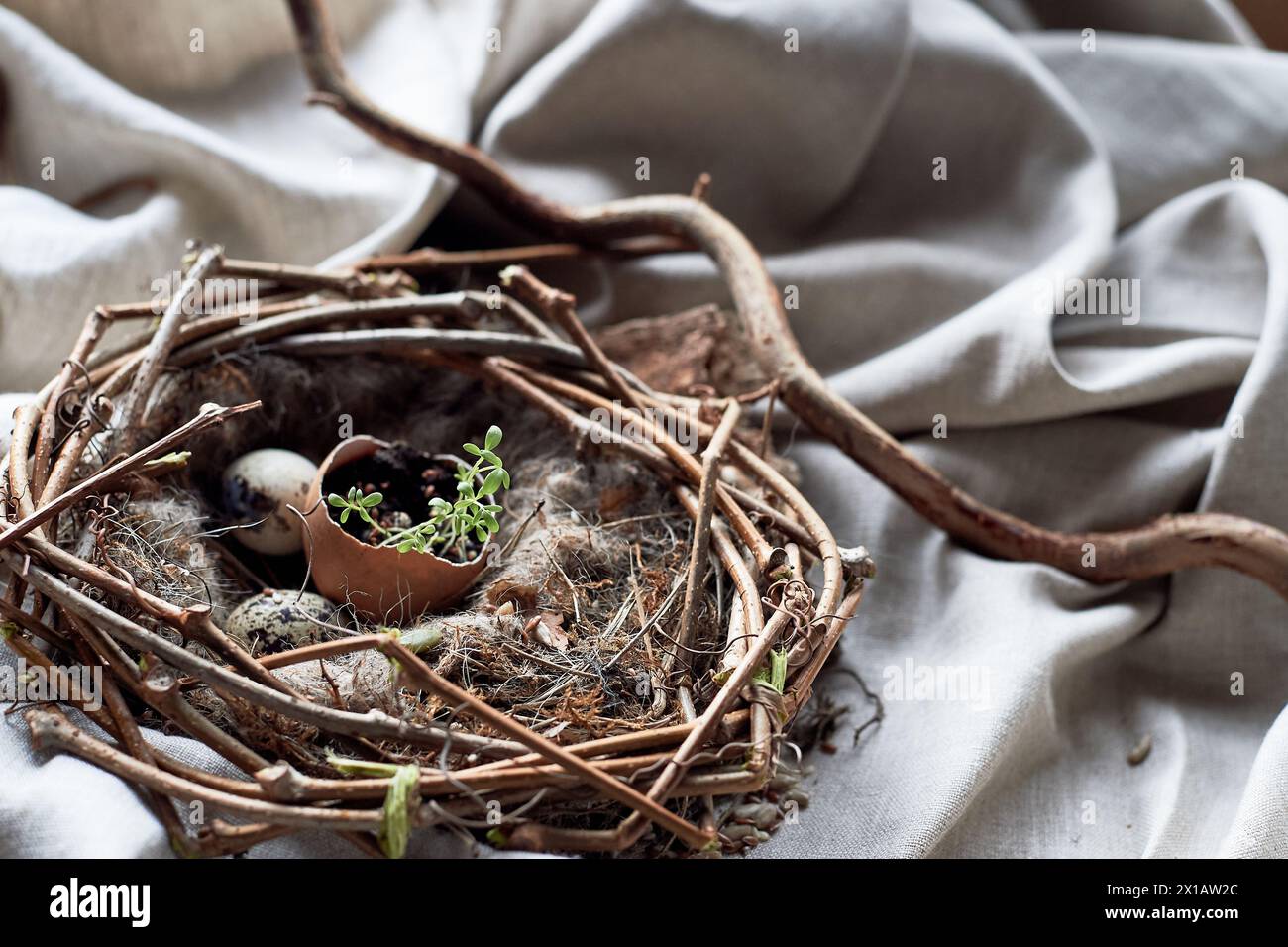 Ein Vogelnest aus Zweigen, Gras und natürlichen Materialien, mit einem gebrochenen Ei im Inneren. Das Nest wird auf dem Boden mit Boden, Holz und terrestrischem p gebaut Stockfoto