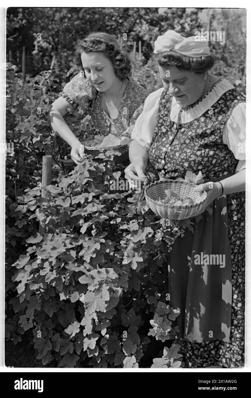 Annie Rosar im Schreberggarten, auf der Gartenarbeit. - 19400624 PD0012 - Rechteinfo: Rechte verwaltet (RM) Stockfoto