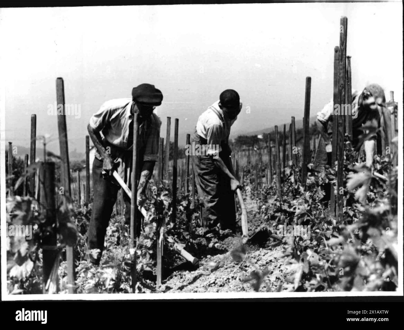 Arbeit im Weinberg, 1947 - 19470101 PD1244 - Rechteinfo: Rights Managed (RM) Stockfoto