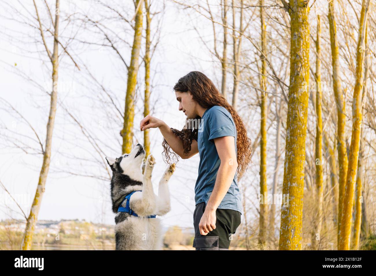 Horizontales Foto ein aufmerksamer sibirischer Husky steht auf Hinterbeinen und lernt einen neuen Trick von seinem Patienten Besitzer vor einem Hintergrund schlanker, Stockfoto