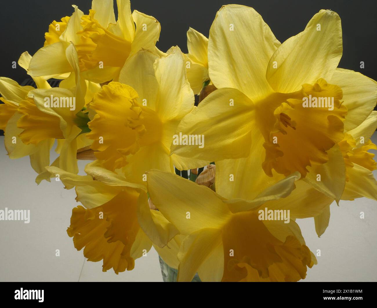 Nahaufnahme von hellgelbem Narzissen (Narzissen, Narzissen), einer traditionellen Frühlings- und Osterblume, voller Blüte, Licht filtert durch Blütenblätter Stockfoto