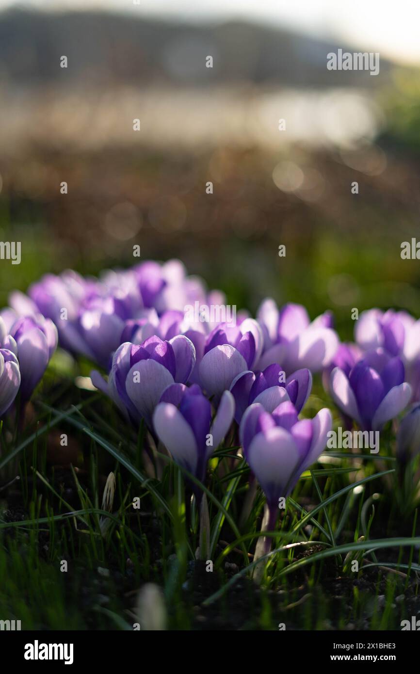 lila Blüten im Garten Stockfoto
