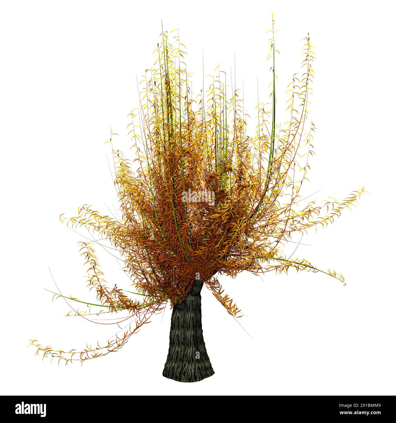 3D-Rendering für eine White Willow Tree oder Salix alba auf weißem Hintergrund Stockfoto