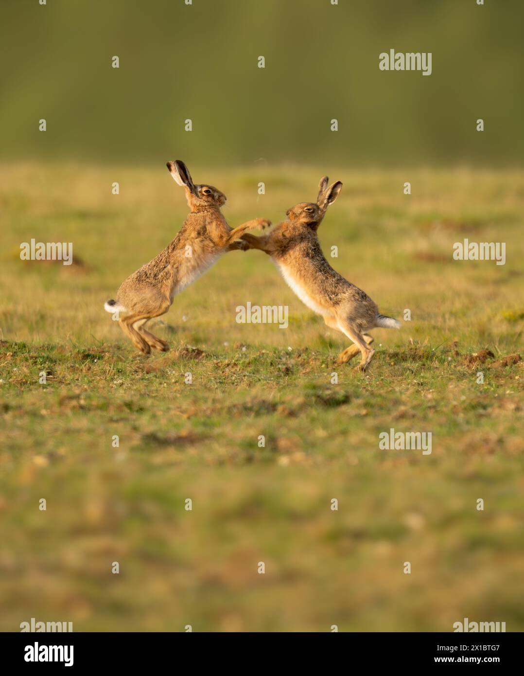 Ein Paar Braunhasen (Lepus europaeus), die auf Norfolk Farmland boxen Stockfoto