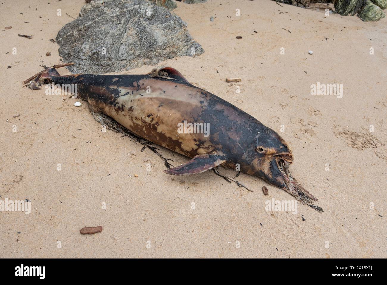 Toter Schweinswal an einem Strand am Atlantik in Frankreich. Stockfoto