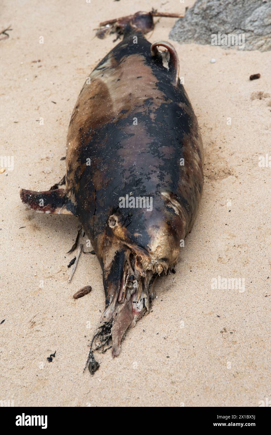 Toter Schweinswal an einem Strand am Atlantik in Frankreich. Stockfoto