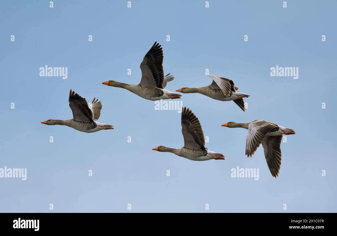 Die Graugänse ist die größte und wuchtigste der Graugänse, ist aber leichter gebaut und wendiger als ihr heimischer Verwandter. Stockfoto