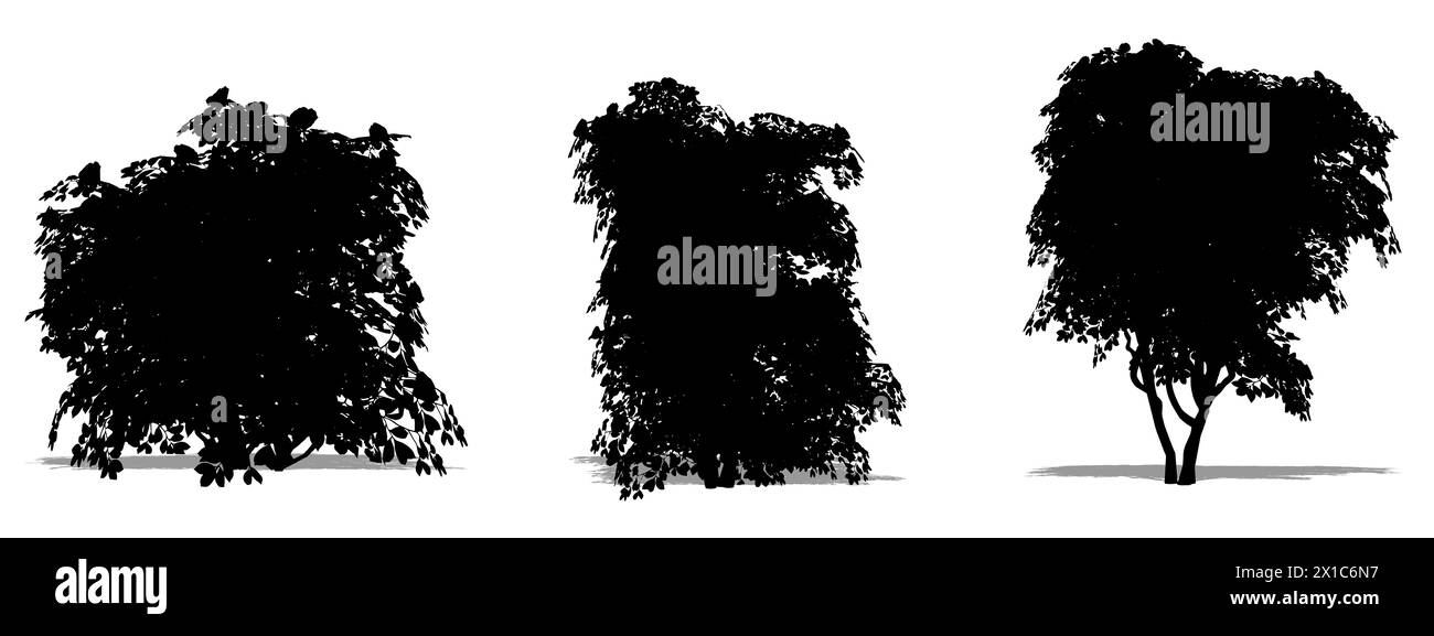 Set oder Sammlung japanischer Kamelienbäume als schwarze Silhouette auf weißem Hintergrund. Konzept oder konzeptionelle 3D-Illustration für Natur, Planet, ecolo Stockfoto