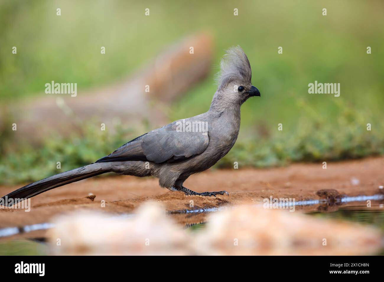 Grauer Vogel, der am Wasserloch im Kruger-Nationalpark in Südafrika steht; Specie Corythaixoides konkoloriert die Familie der Musophagidae Stockfoto