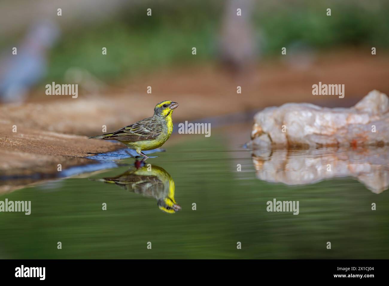 Kanarienvogel mit gelber Fassade im Wasserloch mit Reflexion im Kruger-Nationalpark, Südafrika; Specie Crithagra mozambica Familie der Fringillidae Stockfoto