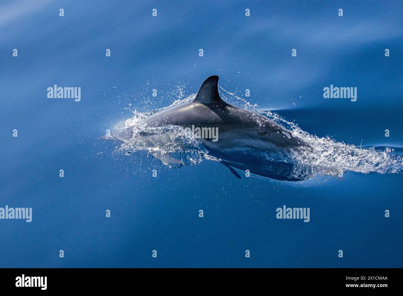 Akrobatische Delfine (Delphinus Delphis) im Hauraki Gulf Marine Park, Auckland, Neuseeland Stockfoto