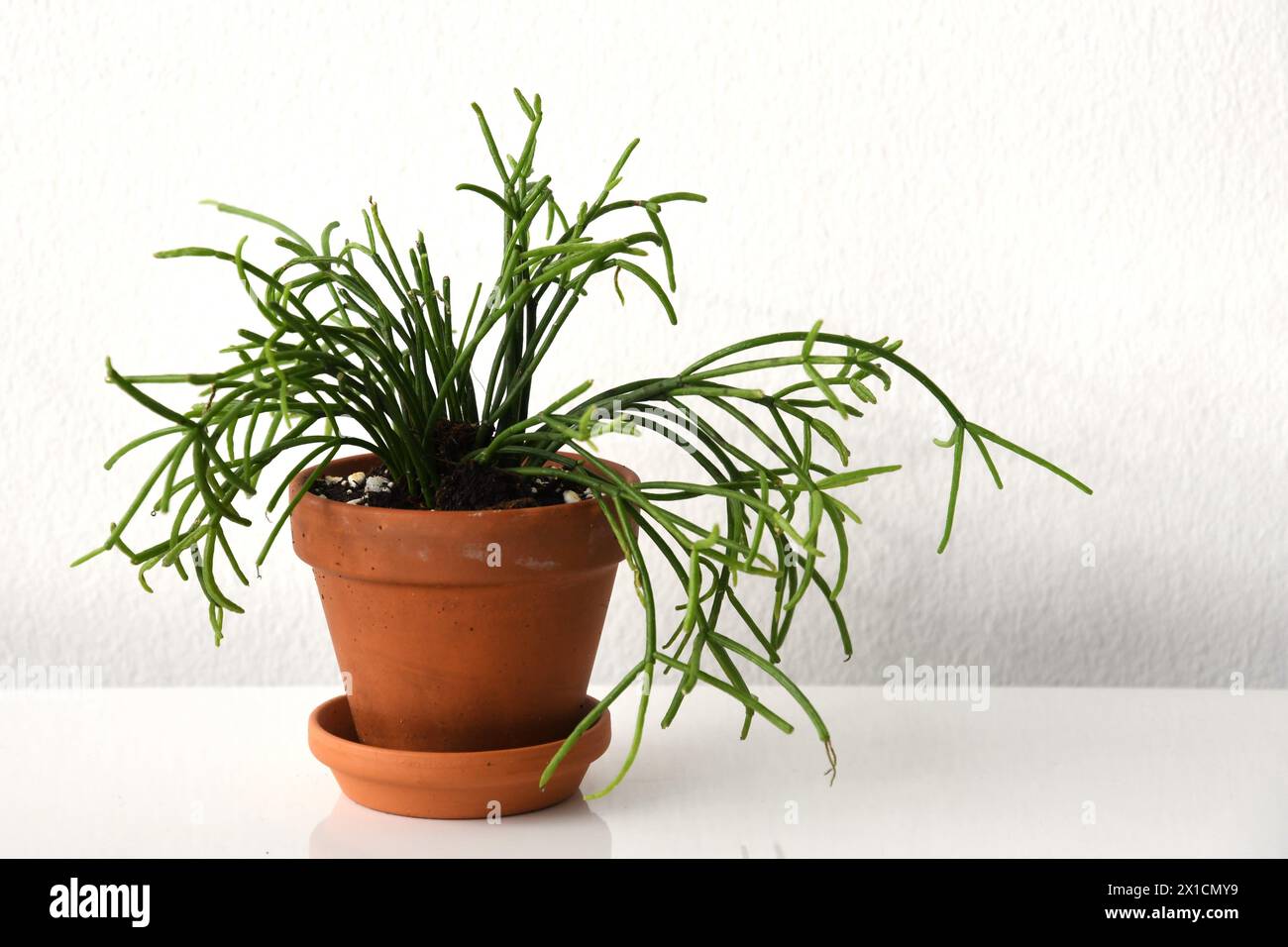 Rhipsalis baccifera, auch bekannt als Mistelkaktus, saftige Zimmerpflanze mit grünem Laub. Pflanzen Sie sie in einen Terrakotta-Topf mit weißem Hintergrund. Im Querformat. Stockfoto