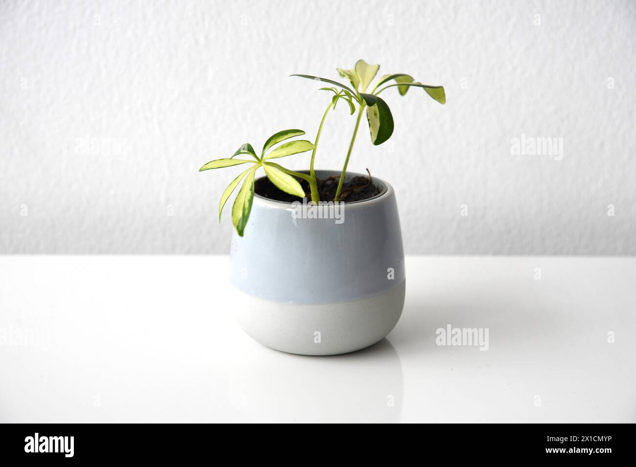 Schefflera oder Heptapleurum arboricola variegata, auch bekannt als Zwergschirmbaum. Zimmerpflanze mit gelber Variation in einem blauen Keramiktopf. Stockfoto