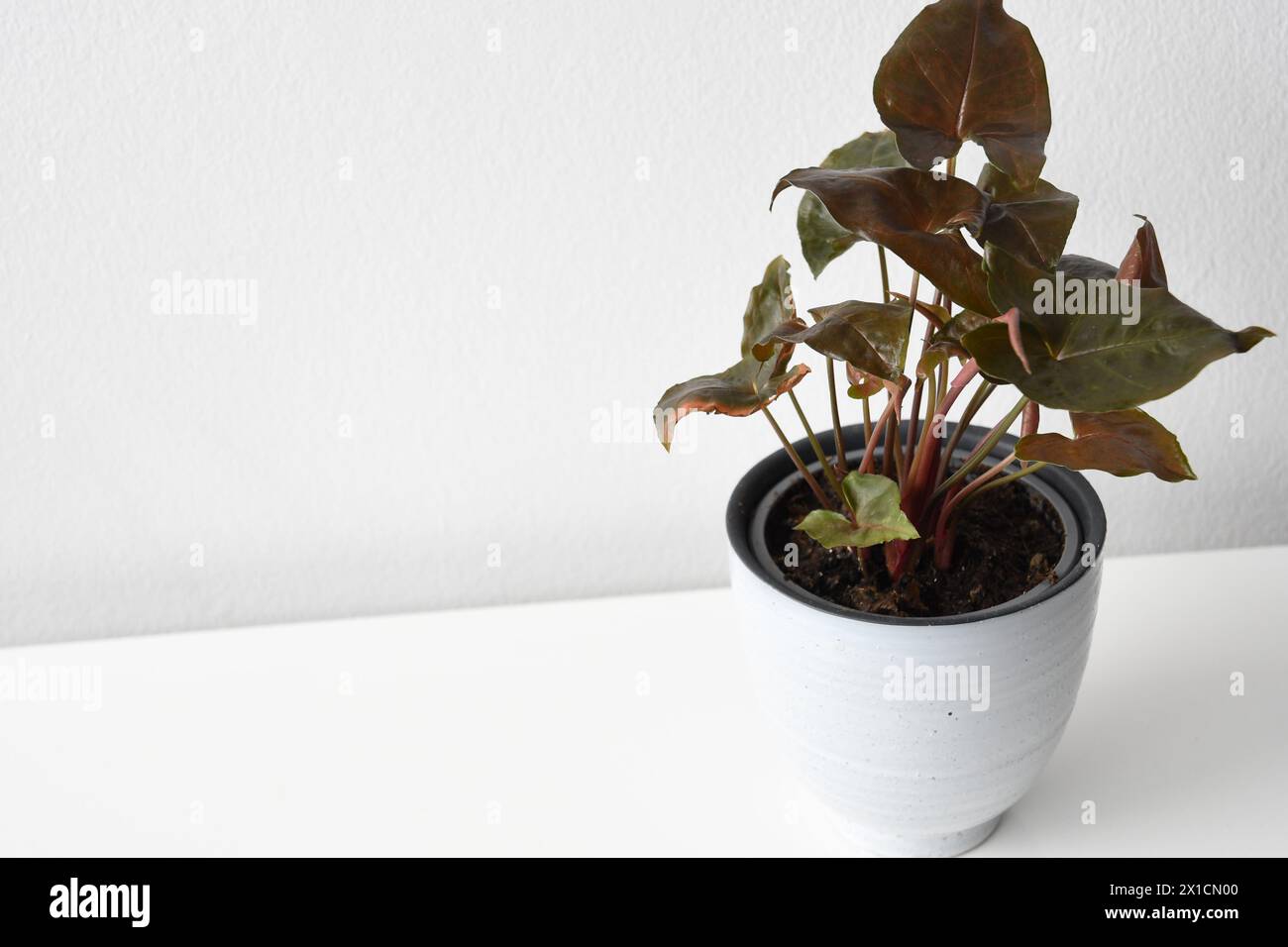 Syngonium-Zimmerpflanze mit dunkelroten und grünen Blättern, isoliert auf weißem Hintergrund. Die Pflanze befindet sich in einem weißen Keramiktopf, isoliert auf weiß. Stockfoto