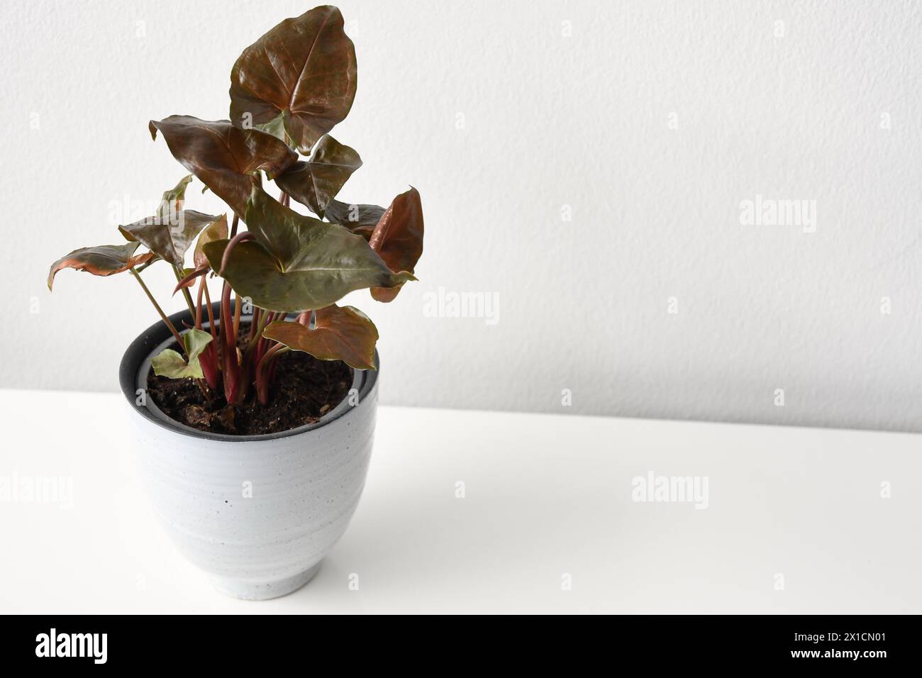 Syngonium-Zimmerpflanze mit dunkelroten und grünen Blättern, isoliert auf weißem Hintergrund. Die Pflanze befindet sich in einem weißen Keramiktopf, isoliert auf weiß. Stockfoto