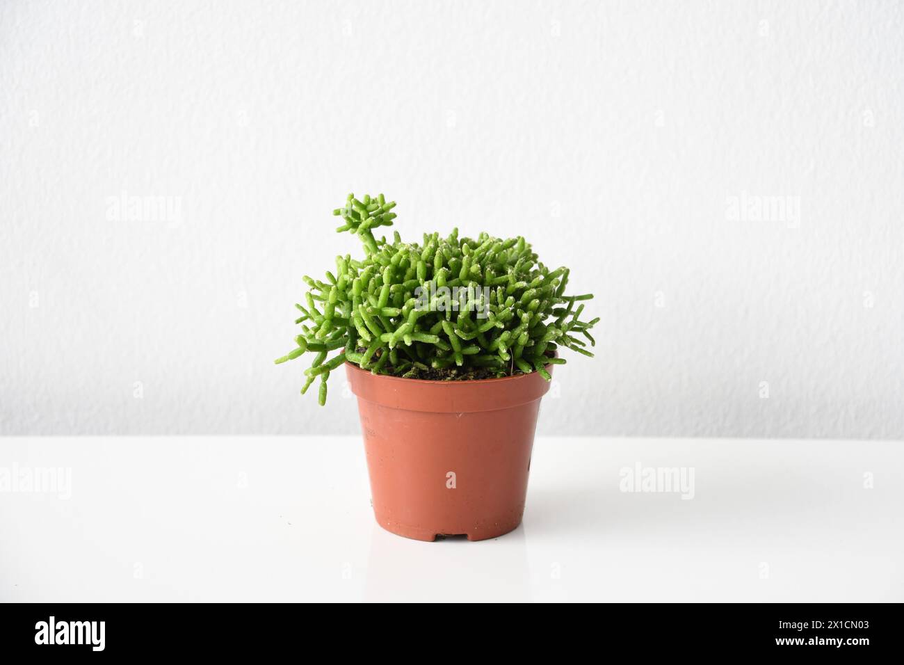 Rhipsalis cereuscula, auch bekannt als Korallen- oder Reiskaktus, saftige Zimmerpflanze mit grünem Laub. Pflanze in einem braunen Pfosten, isoliert auf weißem Hintergrund. Stockfoto