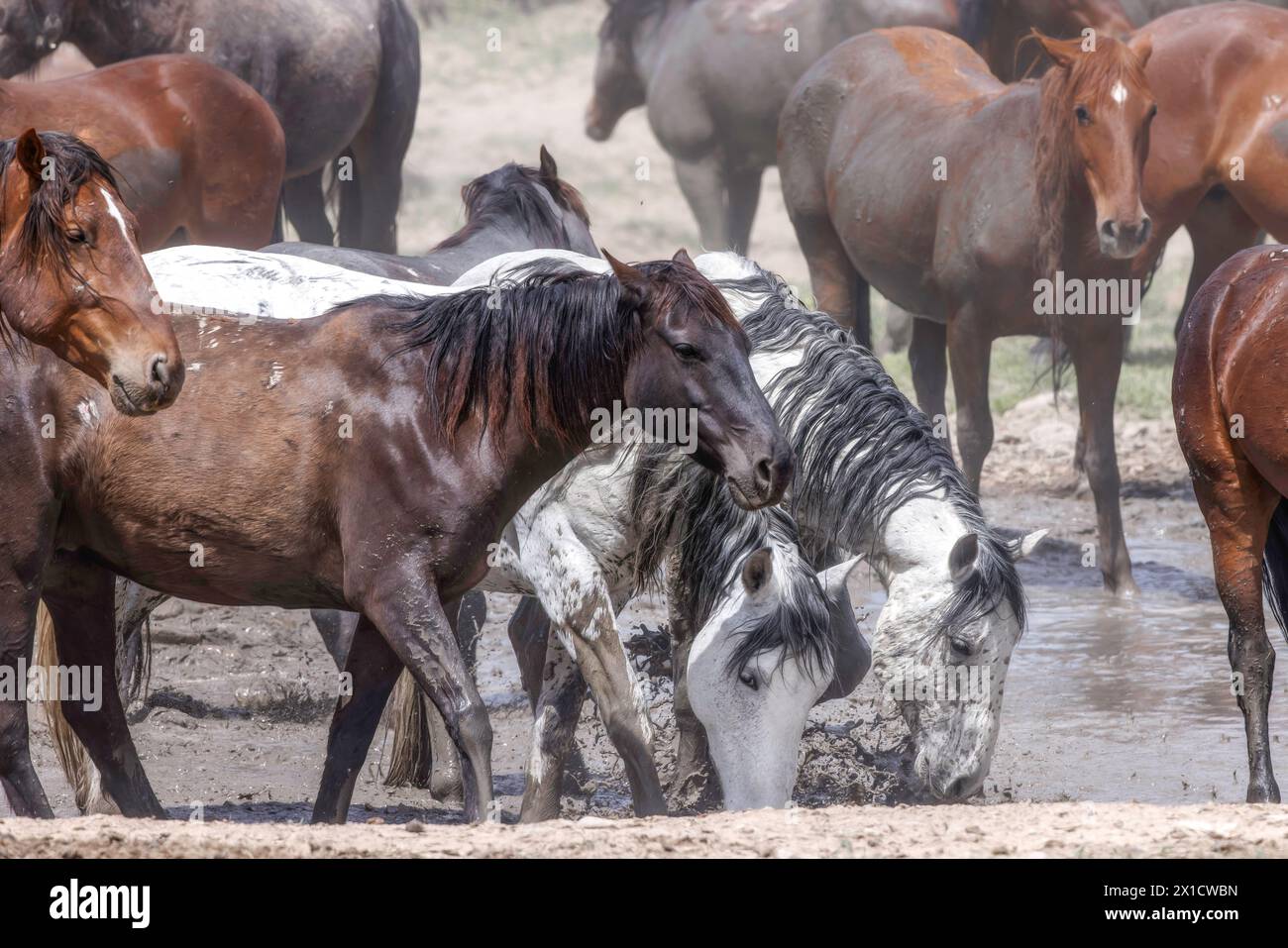Die Wildpferdeherde des Onaqui Mountain hat eine leichte bis mittelschwere Struktur und ist in Farben wie Sauerampfer, roan, Buchleder, Schwarz, Palomino, und grau. Stockfoto