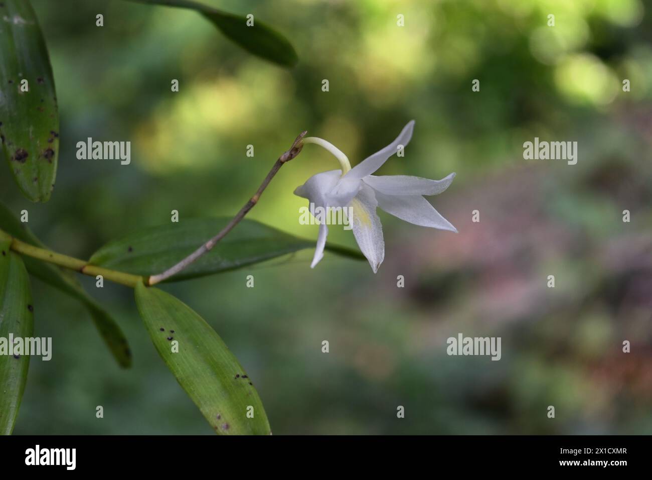 Taubenorchidee dendrobium crumenatum -Fotos und -Bildmaterial in hoher  Auflsung  Alamy