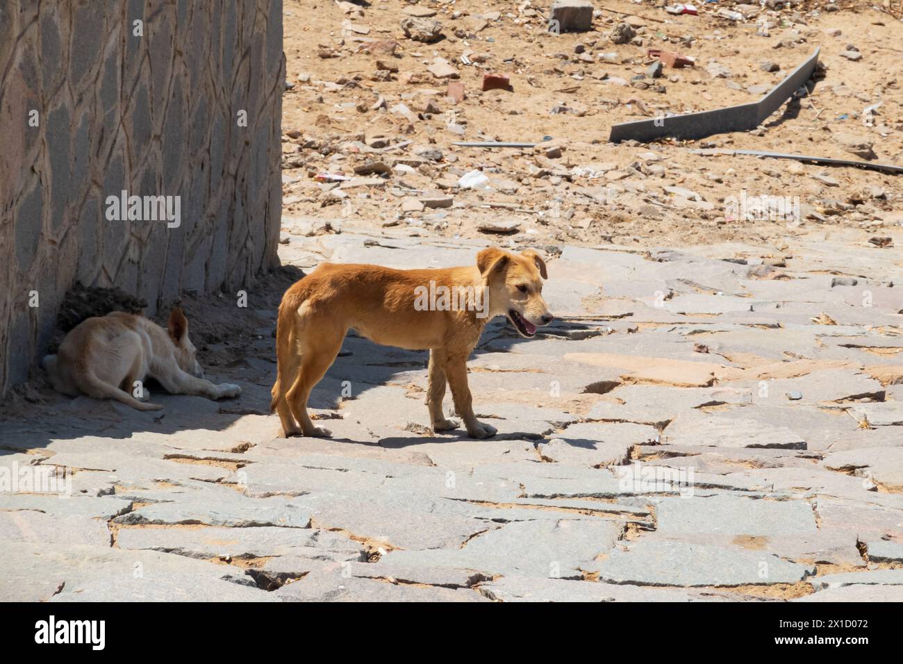 Wilde, wilde Hunde suchen Schutz vor der Sonne, Assuan High Dam. Ägypten Stockfoto