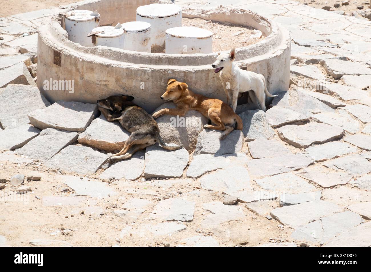 Wilde, wilde Hunde suchen Schutz vor der Sonne, Assuan High Dam. Ägypten Stockfoto