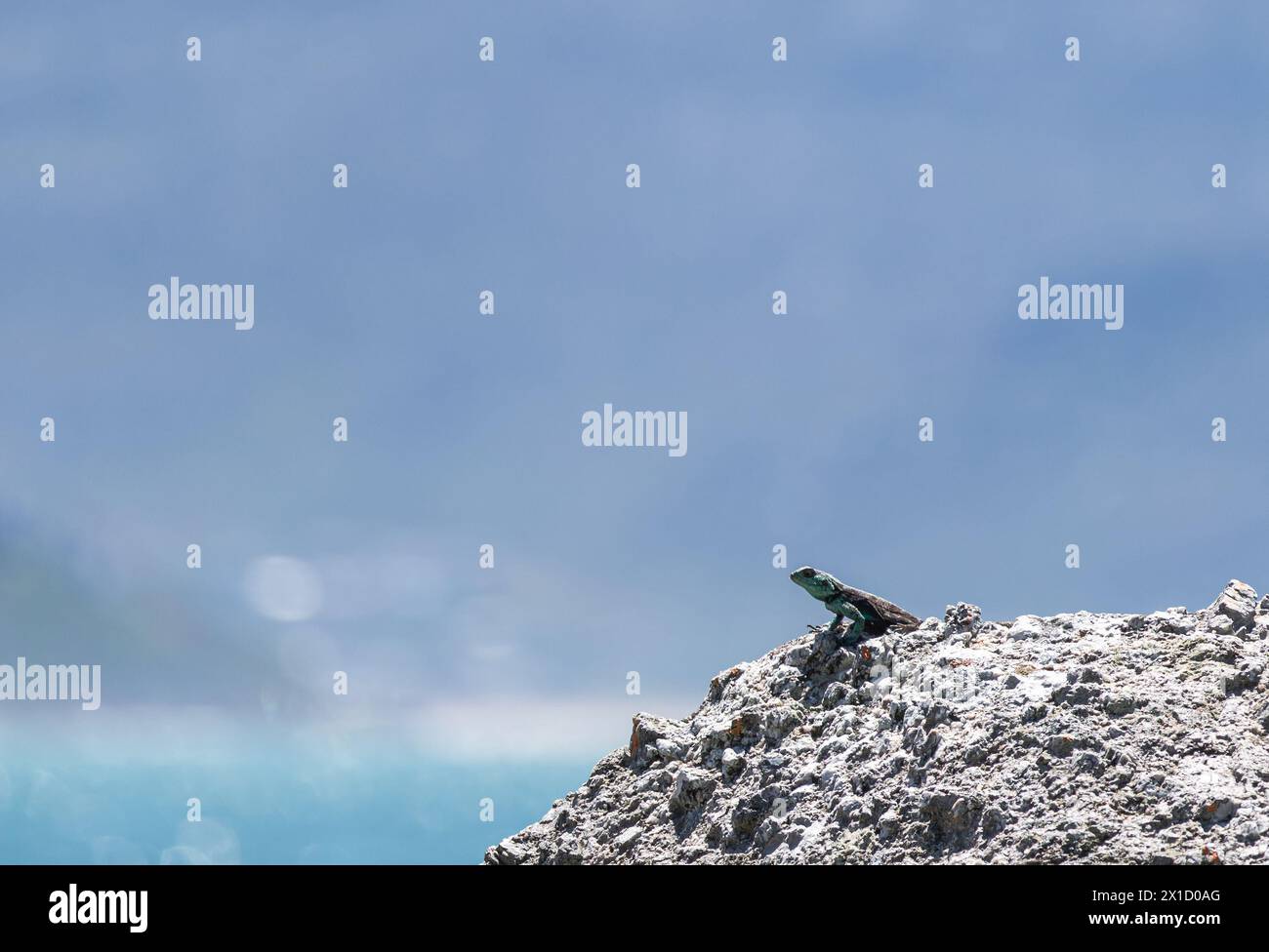 Kleine niedliche Tierechse in der Wildnis auf dem Felsen in der unteren rechten Ecke des Rahmens blickt in die Ferne. Sommer Natur Tiertapete. Blauer Hintergrund Stockfoto
