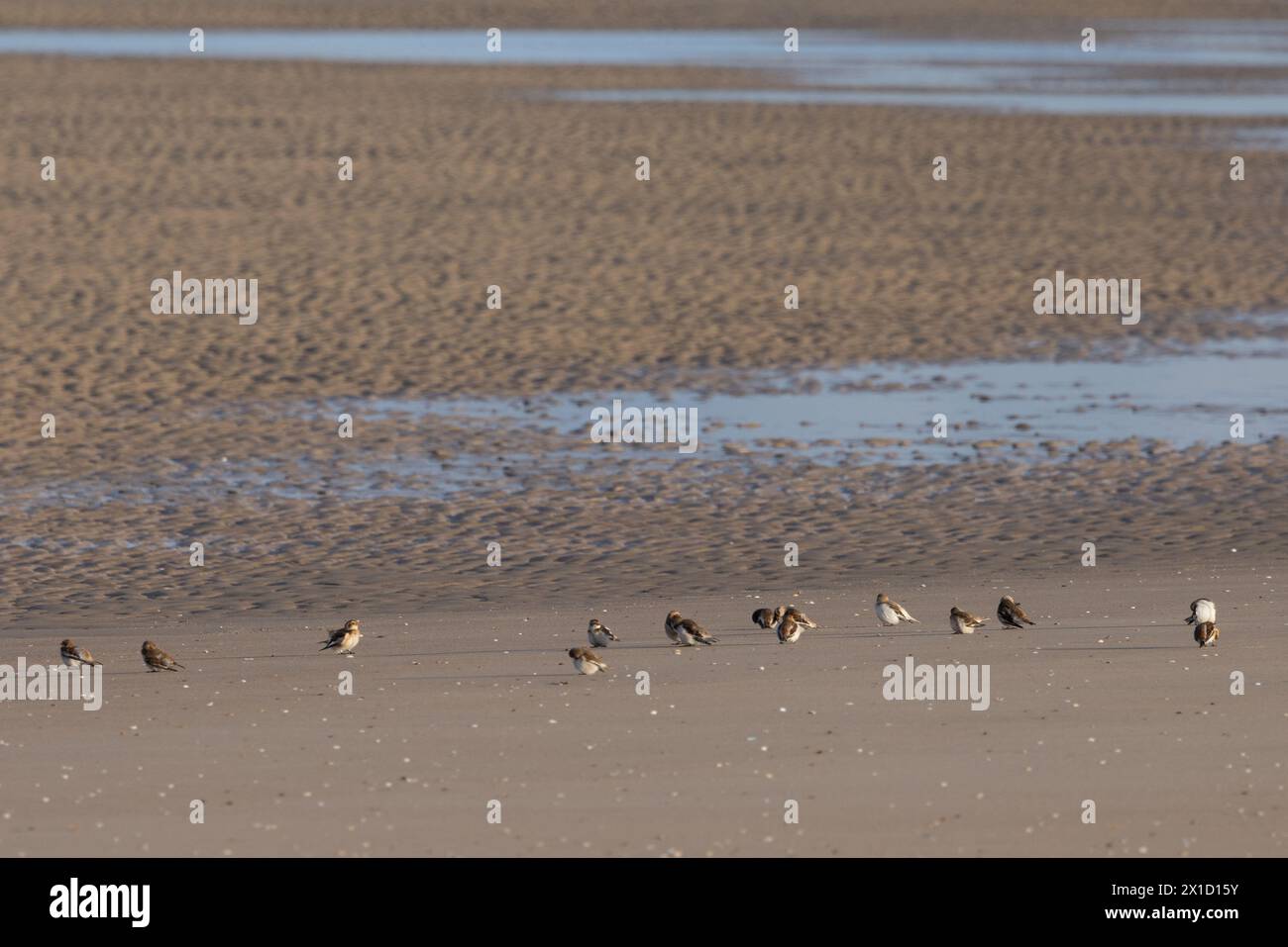 Bruant des neiges (Plectrophenax nivalis) ou Plectophane des neiges sur une plage de la cote d'Opale, Frankreich, Pas de Calais Stockfoto