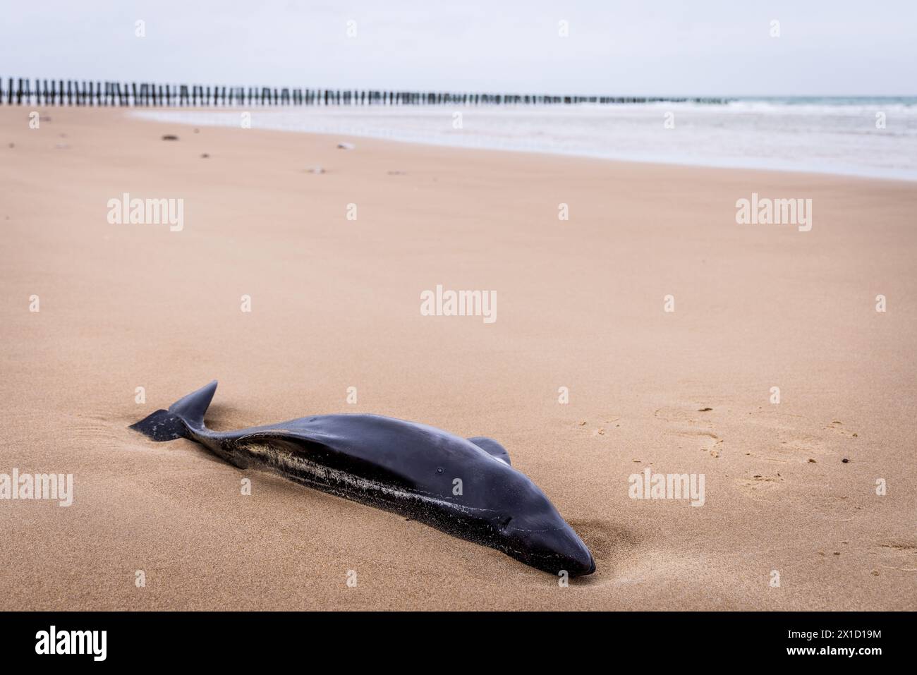 Der Schweinswal (Phocoena phocoena) strandete im Winter an einem Strand am Côte d'Opale, Frankreich Stockfoto