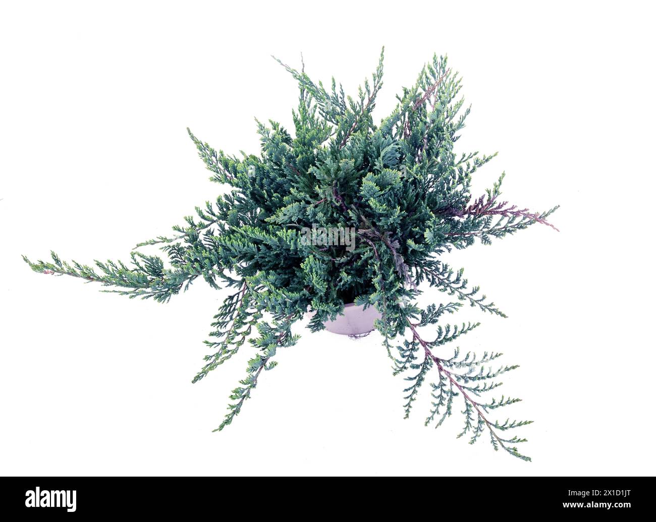 Juniperus horizontalis blau vor weißem Hintergrund Stockfoto