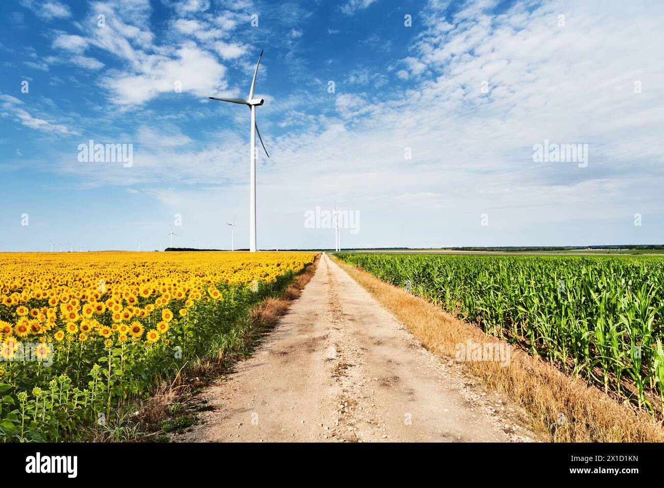 Ländliche Landschaft mit Windturbinen und Landstraße zwischen Sonnenblumen- und Maisfeldern in Bulgarien Stockfoto