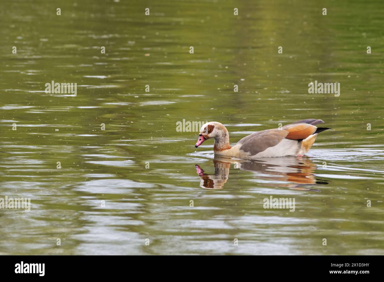 Ägyptische Gans schwimmen über das Teichwasser mit einer Reflexion im Wasser Stockfoto