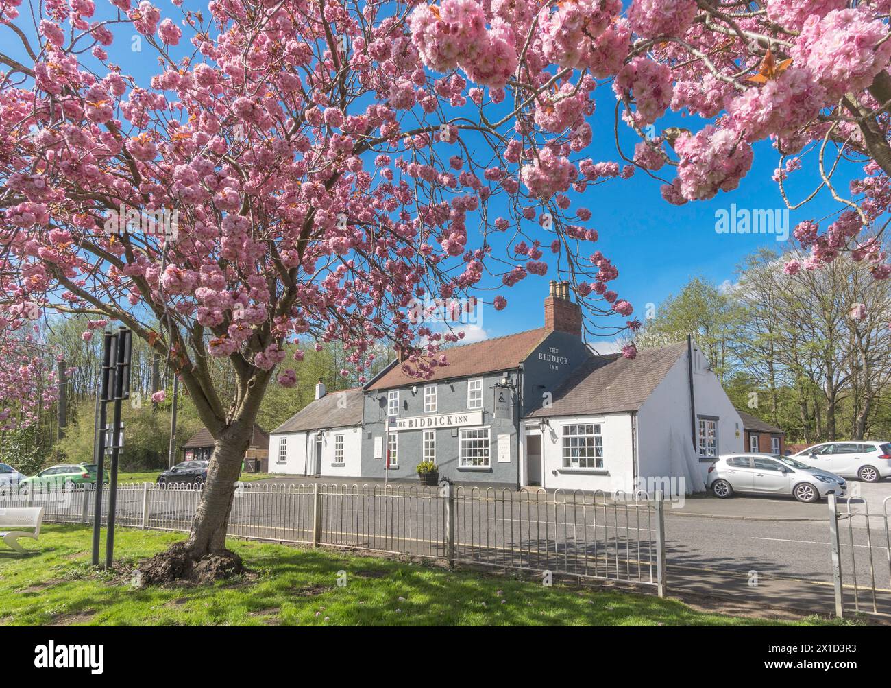 Frühlingssonne und Kirschblüte umgeben das Biddick Inn in Fatfield, Washington, England, Großbritannien Stockfoto