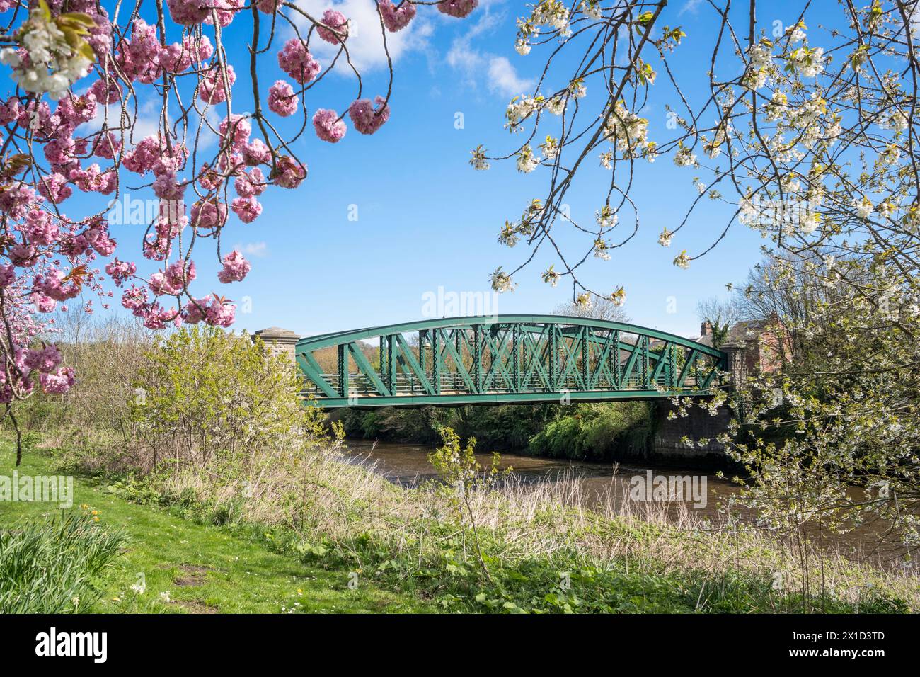 Frühlingssonne und Kirschblüte, die die Fatfield Bridge in Washington, England, Großbritannien umrahmt Stockfoto