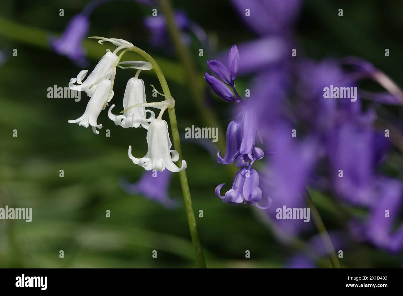 Frühling Großbritannien, weiße Blume Stockfoto