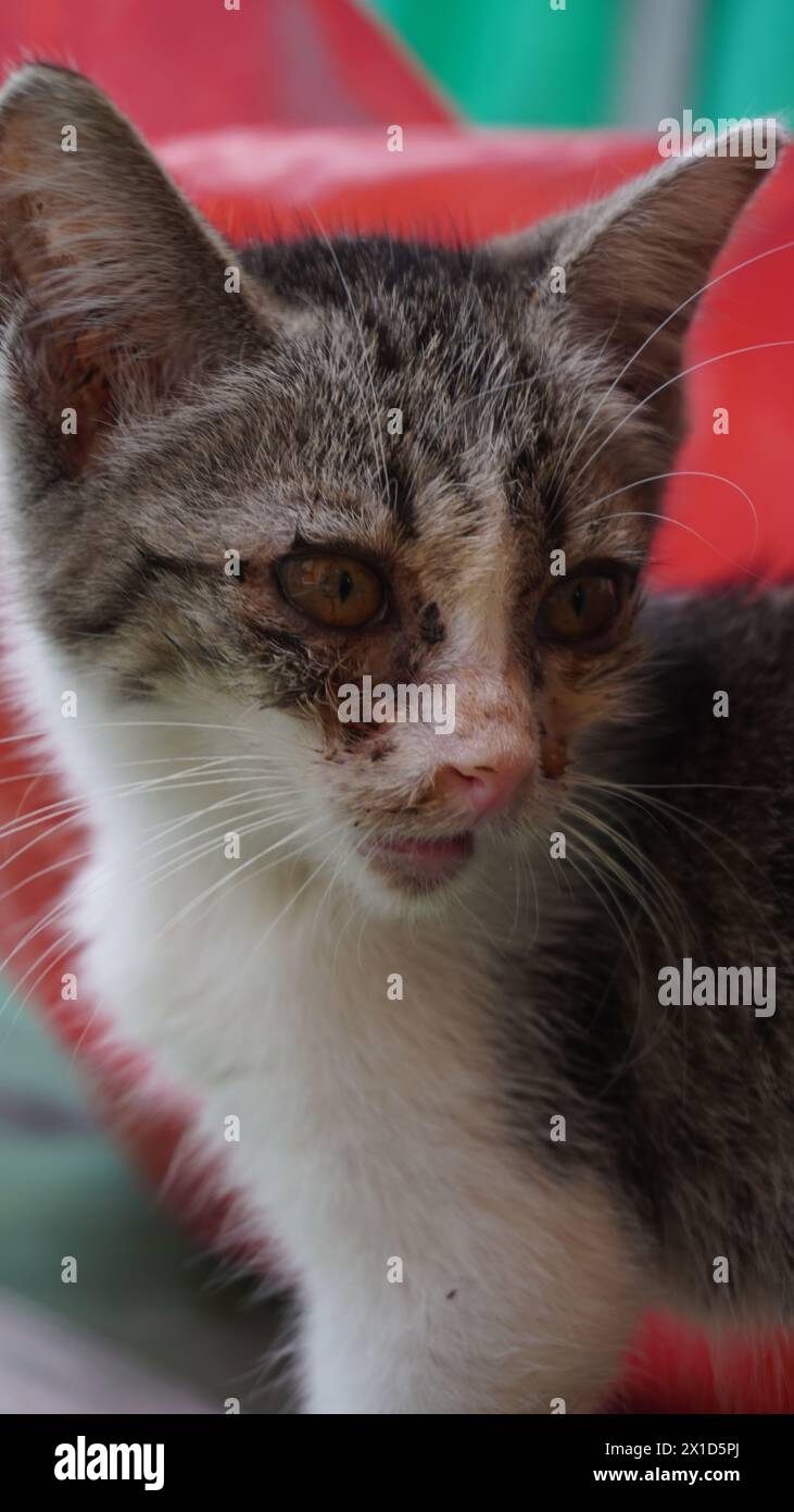 Eine kleine weiße Katze, die krank war und den Kopf drehte Stockfoto