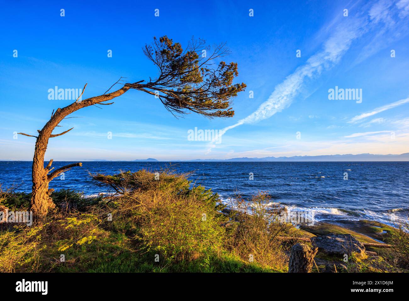 Ein windgepeitschter Baum am Ufer von Gabriola Island in der Salish Sea, British Columbia. Stockfoto